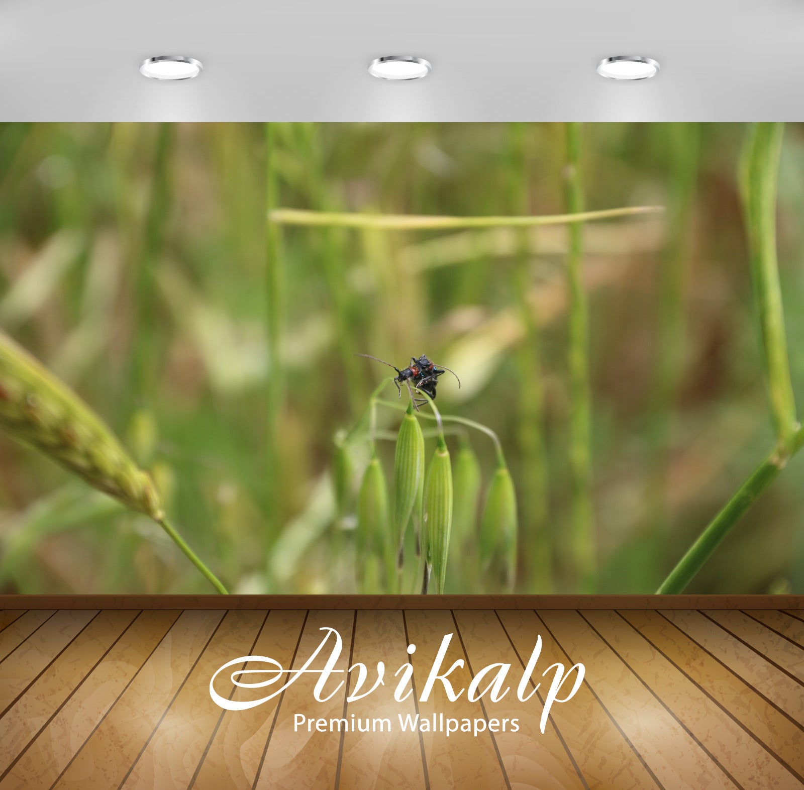 Avikalp Exclusive Premium flower HD Wallpapers for Living room, Hall, Kids Room, Kitchen, TV Backgro Avikalp Exclusive Premium flower HD Wallpapers for Living room, Hall, Kids Room, Kitchen, TV Backgro