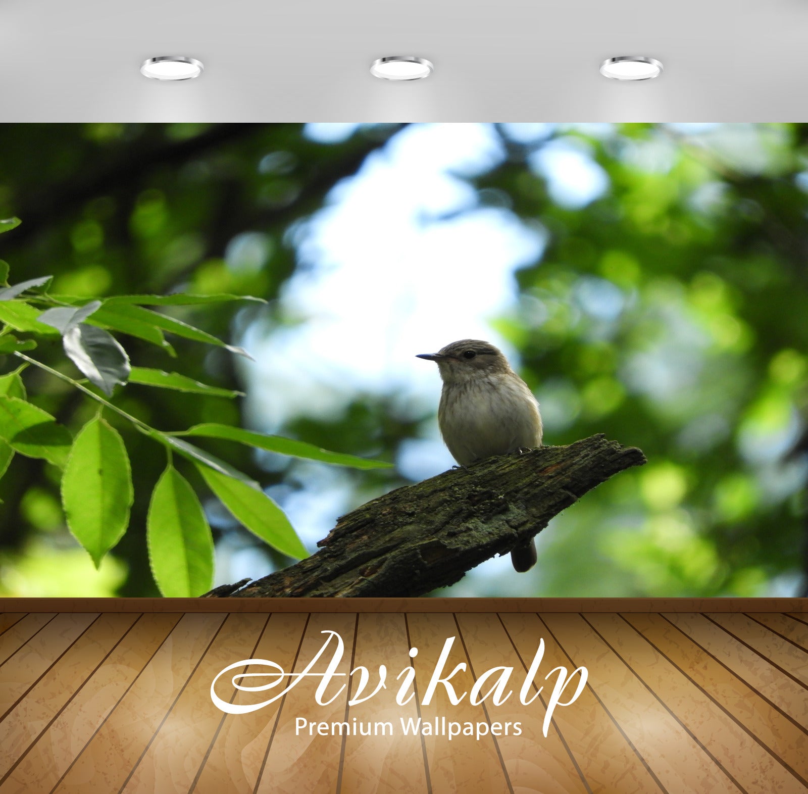 Avikalp Exclusive Premium bird HD Wallpapers for Living room, Hall, Kids Room, Kitchen, TV Backgroun Avikalp Exclusive Premium bird HD Wallpapers for Living room, Hall, Kids Room, Kitchen, TV Backgroun