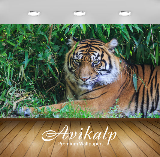 Avikalp Exclusive Awi2161 Tiger  Full HD Wallpapers for Living room, Hall, Kids Room, Kitchen, TV Ba