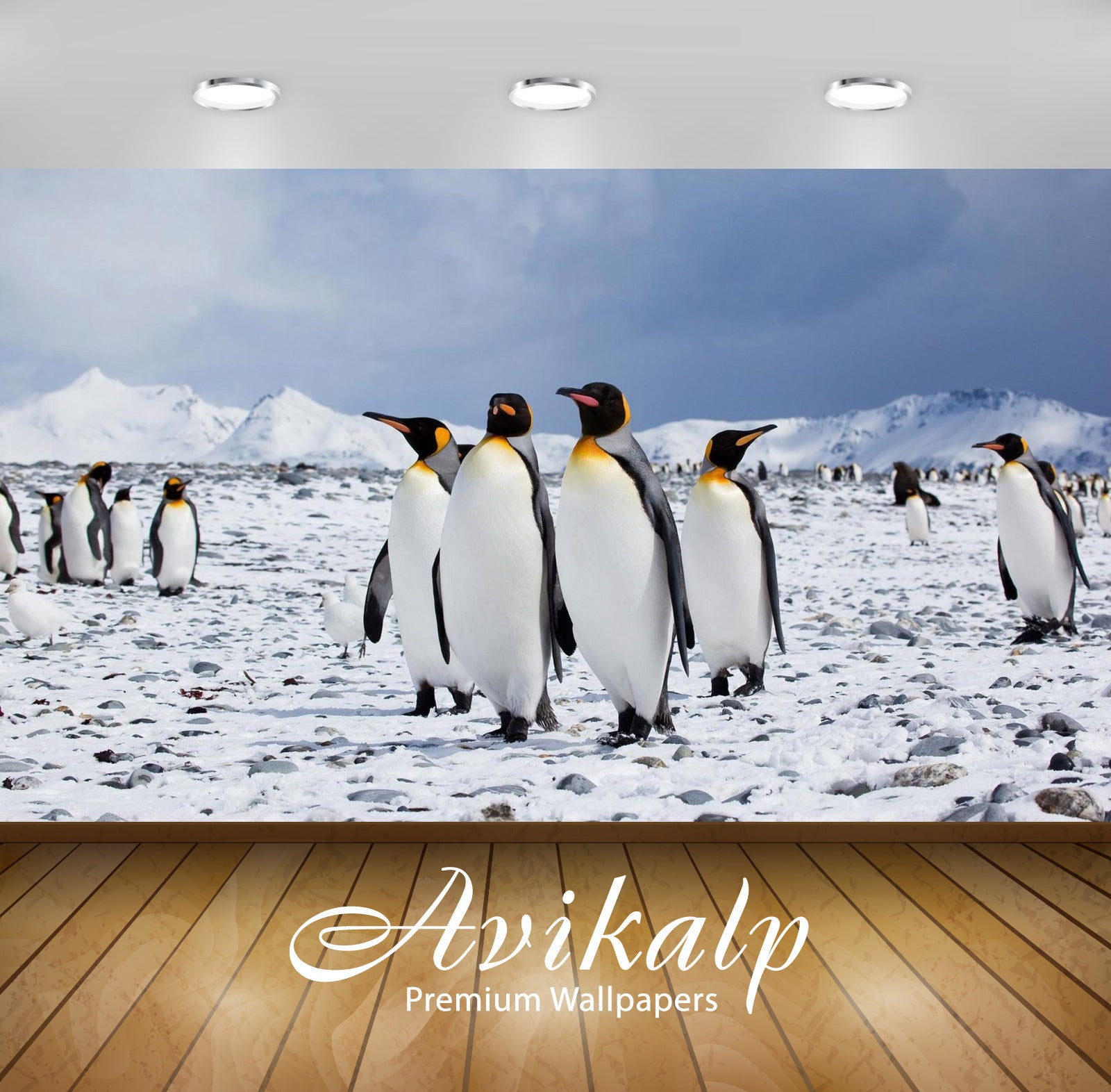 Avikalp Exclusive Awi2379 Antarctica Empire Of King Penguins Aptenodytes Patagonicus Full HD Wallpap Avikalp Exclusive Awi2379 Antarctica Empire Of King Penguins Aptenodytes Patagonicus Full HD Wallpap