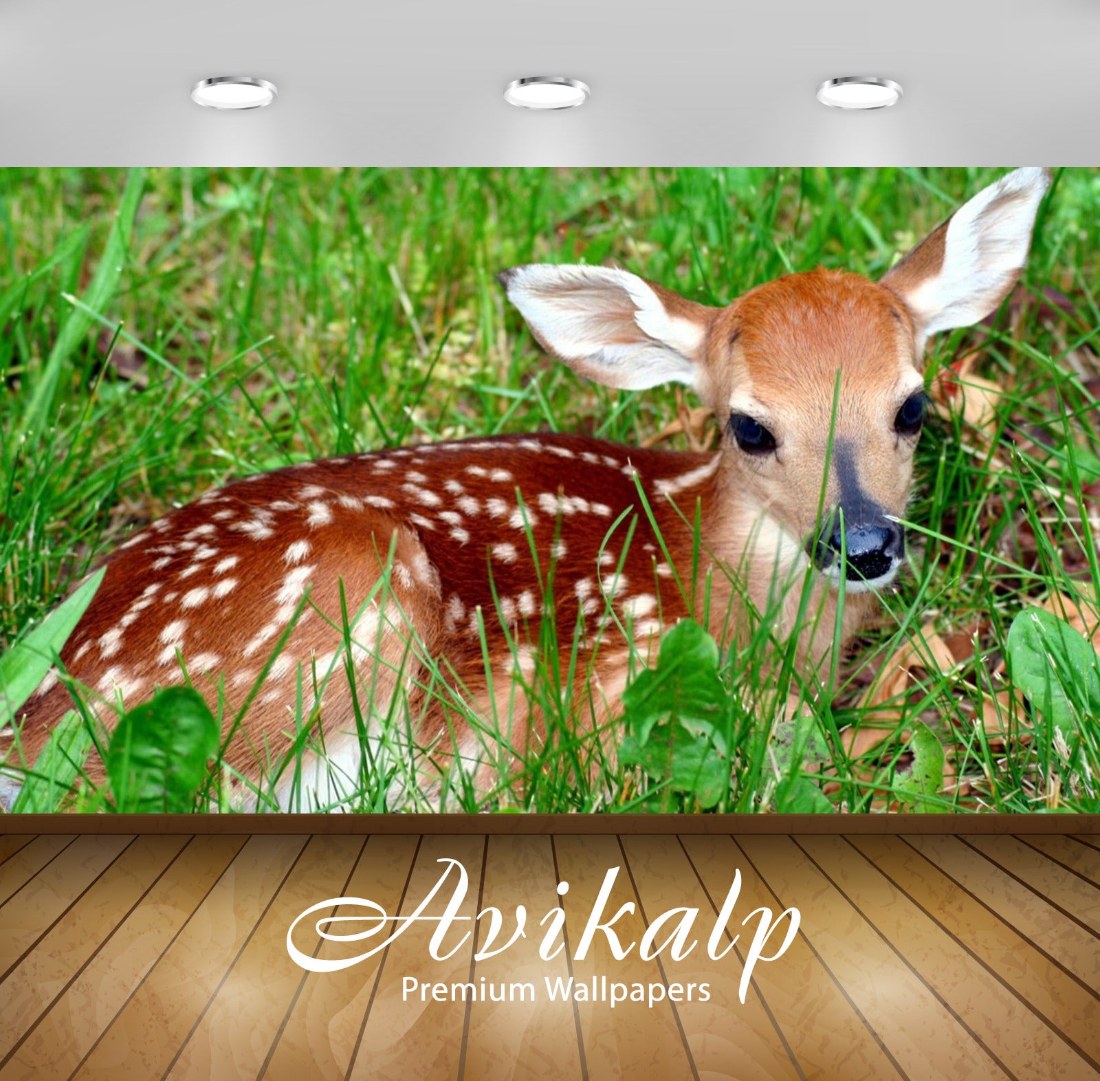 Avikalp Exclusive Awi2405 Baby Deer Lying In The Grass Waiting For Her Mother Full HD Wallpapers for Avikalp Exclusive Awi2405 Baby Deer Lying In The Grass Waiting For Her Mother Full HD Wallpapers for