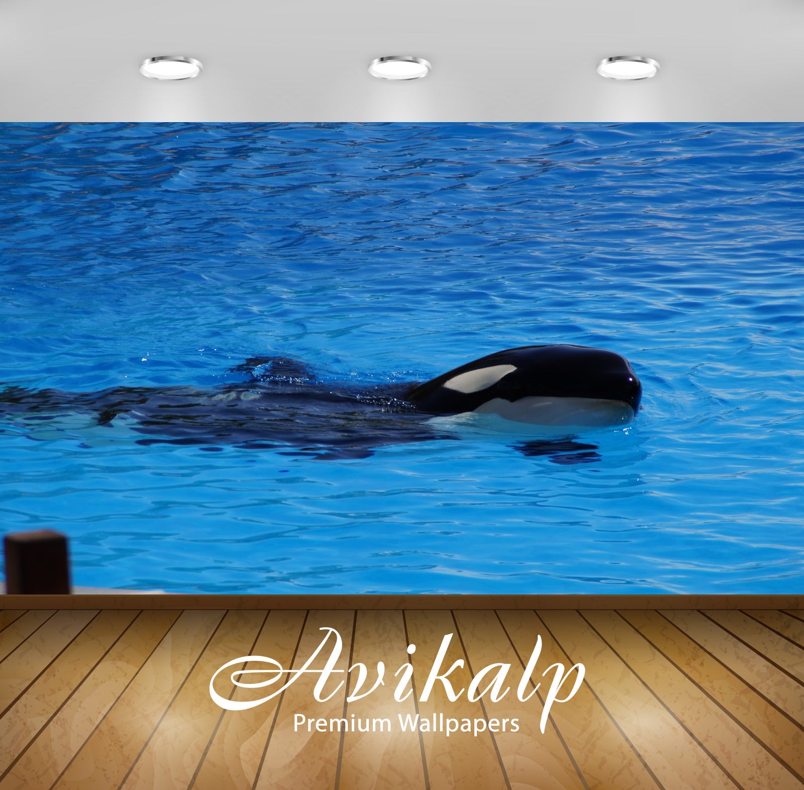 Avikalp Exclusive Premium orca HD Wallpapers for Living room, Hall, Kids Room, Kitchen, TV Backgroun Avikalp Exclusive Premium orca HD Wallpapers for Living room, Hall, Kids Room, Kitchen, TV Backgroun