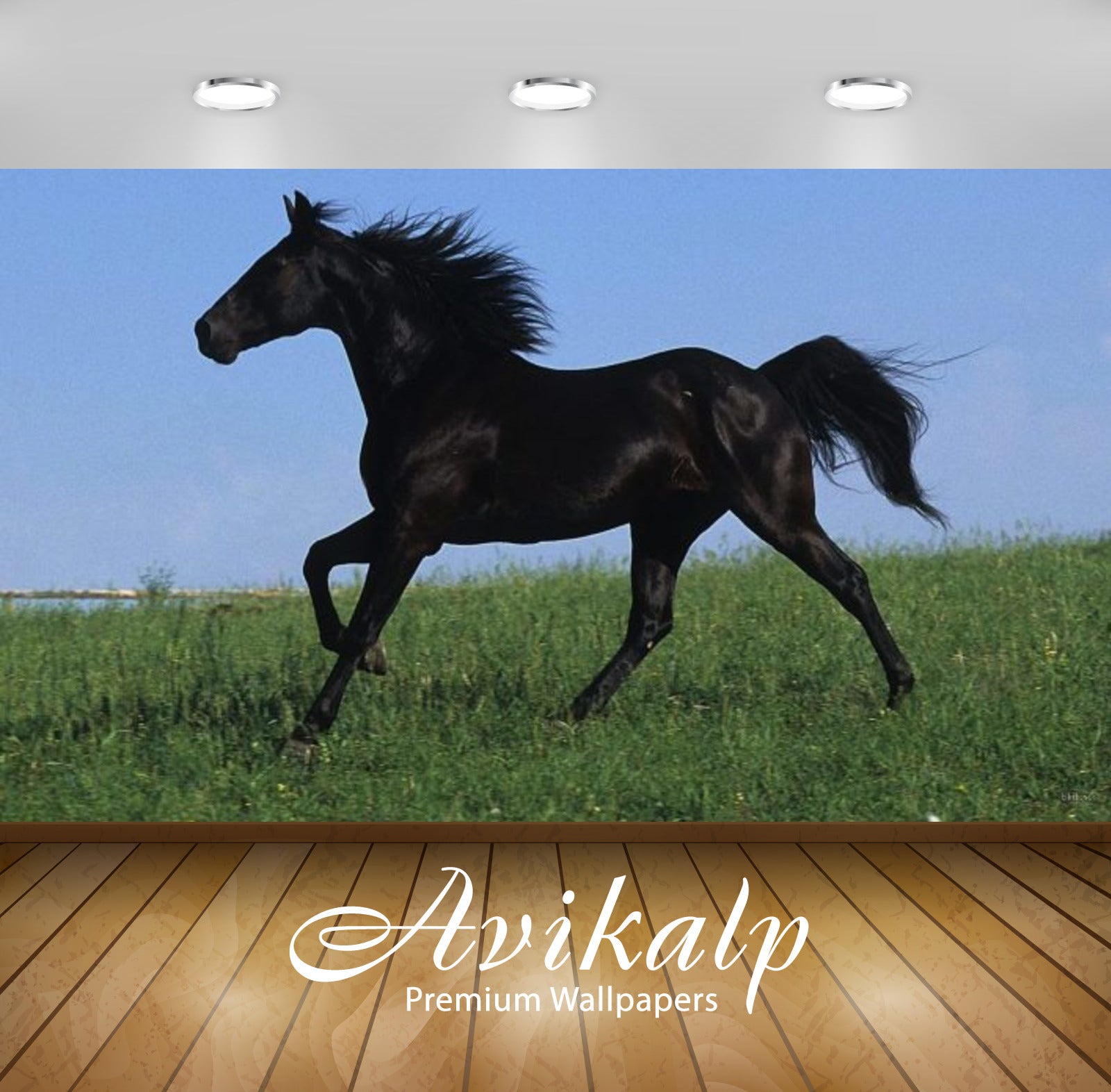 Avikalp Exclusive Awi2446 Black Horse Galloping In A Field Of Green Grass Full HD Wallpapers for Liv Avikalp Exclusive Awi2446 Black Horse Galloping In A Field Of Green Grass Full HD Wallpapers for Liv