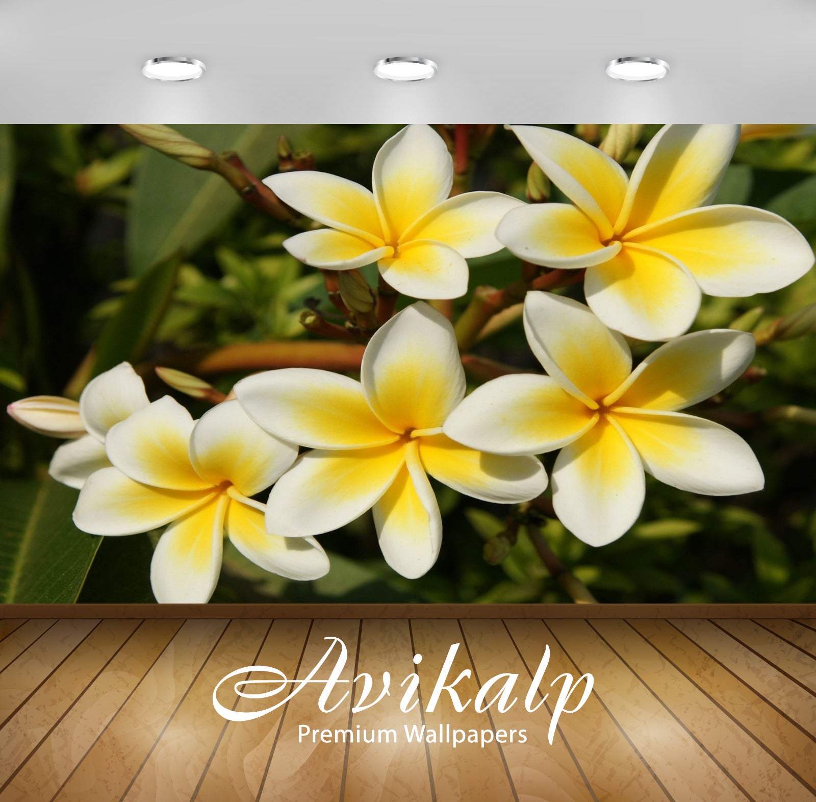 Avikalp Exclusive Awi2492 Champa National Flower Of Laos Full HD Wallpapers for Living room, Hall, K Avikalp Exclusive Awi2492 Champa National Flower Of Laos Full HD Wallpapers for Living room, Hall, K