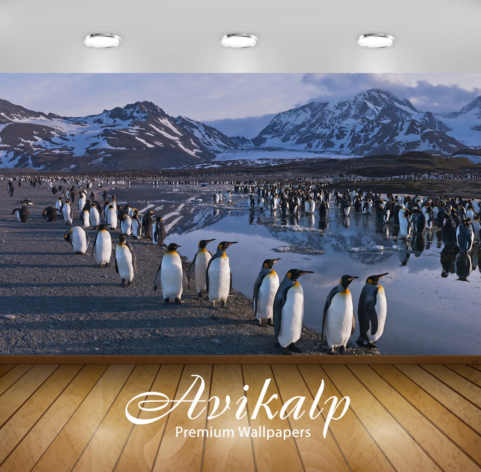 Avikalp Exclusive Awi2510 Colony Of King Penguin Aptenodytes Patagonicus Full HD Wallpapers for Livi Avikalp Exclusive Awi2510 Colony Of King Penguin Aptenodytes Patagonicus Full HD Wallpapers for Livi