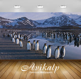 Avikalp Exclusive Awi2510 Colony Of King Penguin Aptenodytes Patagonicus Full HD Wallpapers for Livi Avikalp Exclusive Awi2510 Colony Of King Penguin Aptenodytes Patagonicus Full HD Wallpapers for Livi