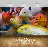 Avikalp Exclusive Awi2511 Colorful Fish Full HD Wallpapers for Living room, Hall, Kids Room, Kitchen Avikalp Exclusive Awi2511 Colorful Fish Full HD Wallpapers for Living room, Hall, Kids Room, Kitchen