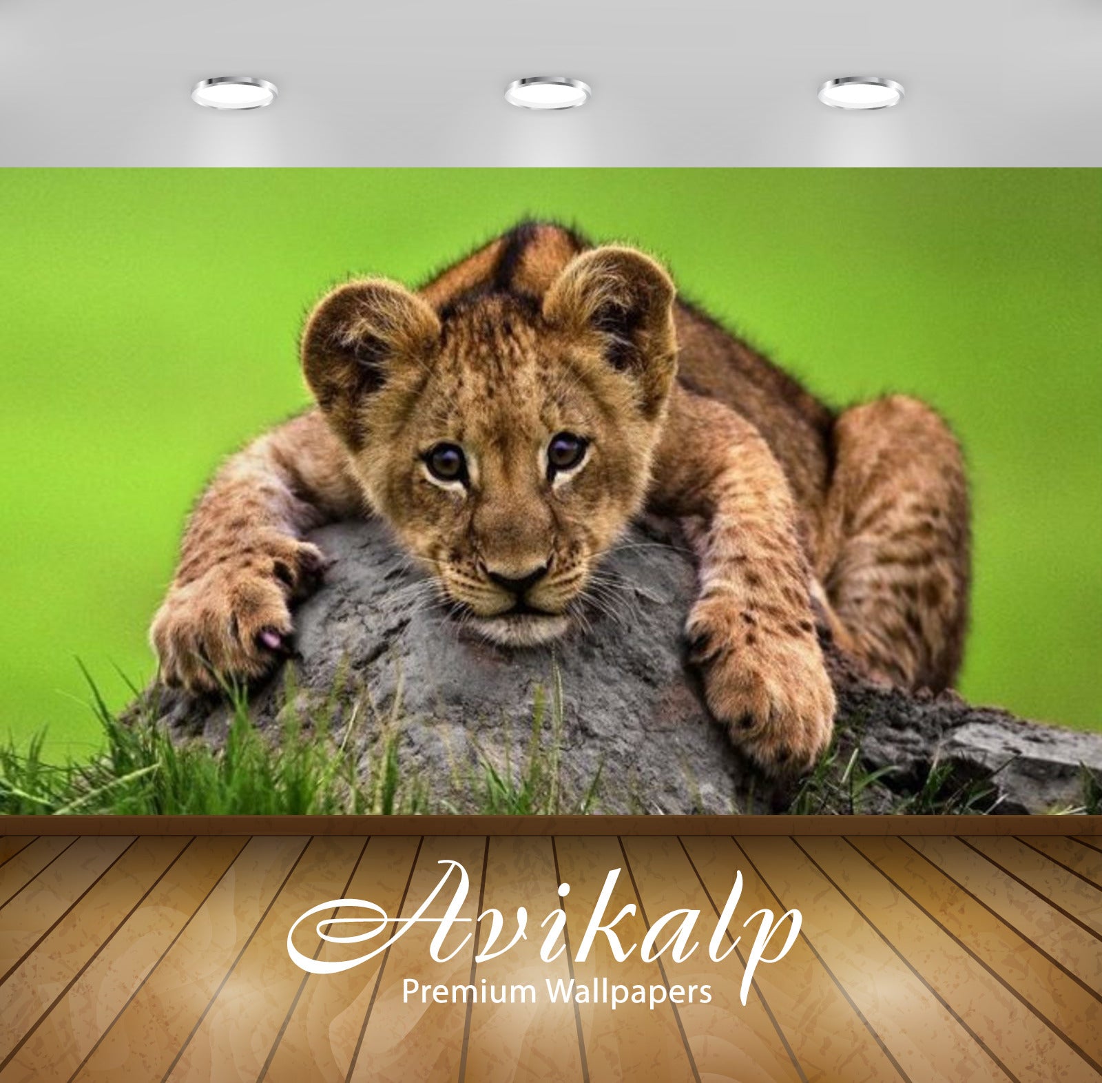 Avikalp Exclusive Awi2542 Cute Young Lion Lying On A Rock Full HD Wallpapers for Living room, Hall, Avikalp Exclusive Awi2542 Cute Young Lion Lying On A Rock Full HD Wallpapers for Living room, Hall,