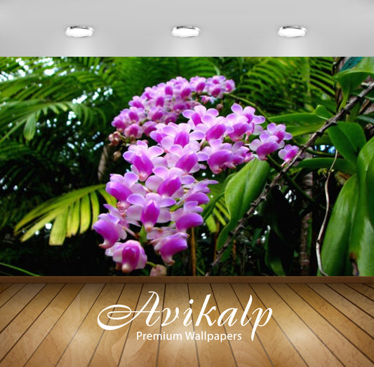 Avikalp Exclusive Awi2905 Pink Orchids Tropical Rain Forests Flowers Full HD Wallpapers for Living r