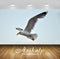Avikalp Exclusive Awi3001 Seagull Fungal Species Are Uniform In Shape With Heavy Bodies Long Wings A