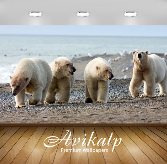 Avikalp Exclusive Awi3132 The Average Age Of Polar Bear In The Wild Is 15 To 18 Years Some Polar Bea
