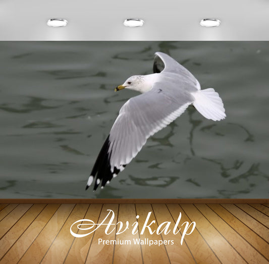 Avikalp Exclusive Awi3136 The Laughing Gull Leucophaeus Atricilla Is A Medium Sized Gull Of North An