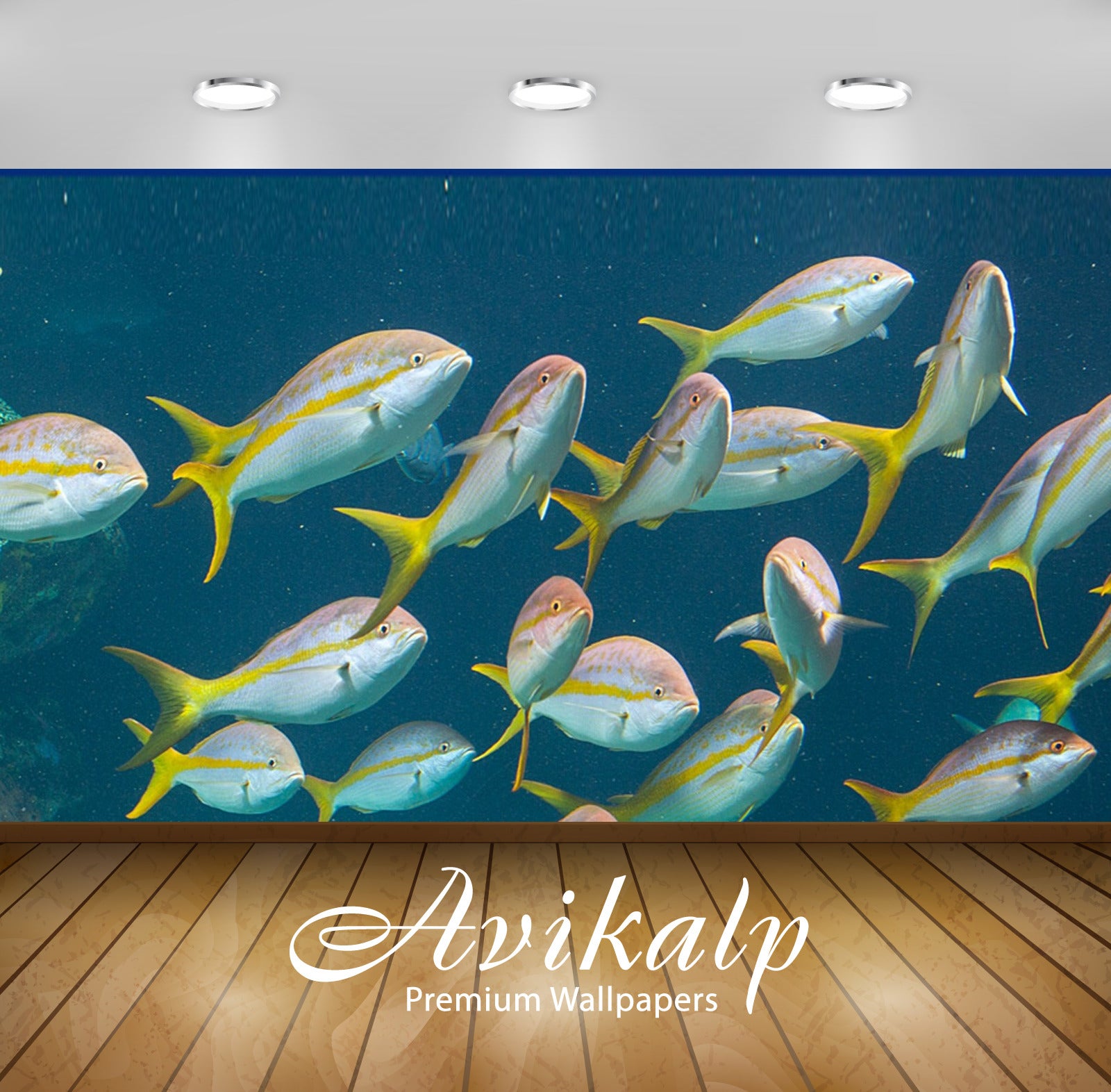 Avikalp Exclusive Awi3179 Underwater Yellowtail Snapper Ocyurus Chrysurus Full HD Wallpapers for Liv Avikalp Exclusive Awi3179 Underwater Yellowtail Snapper Ocyurus Chrysurus Full HD Wallpapers for Liv