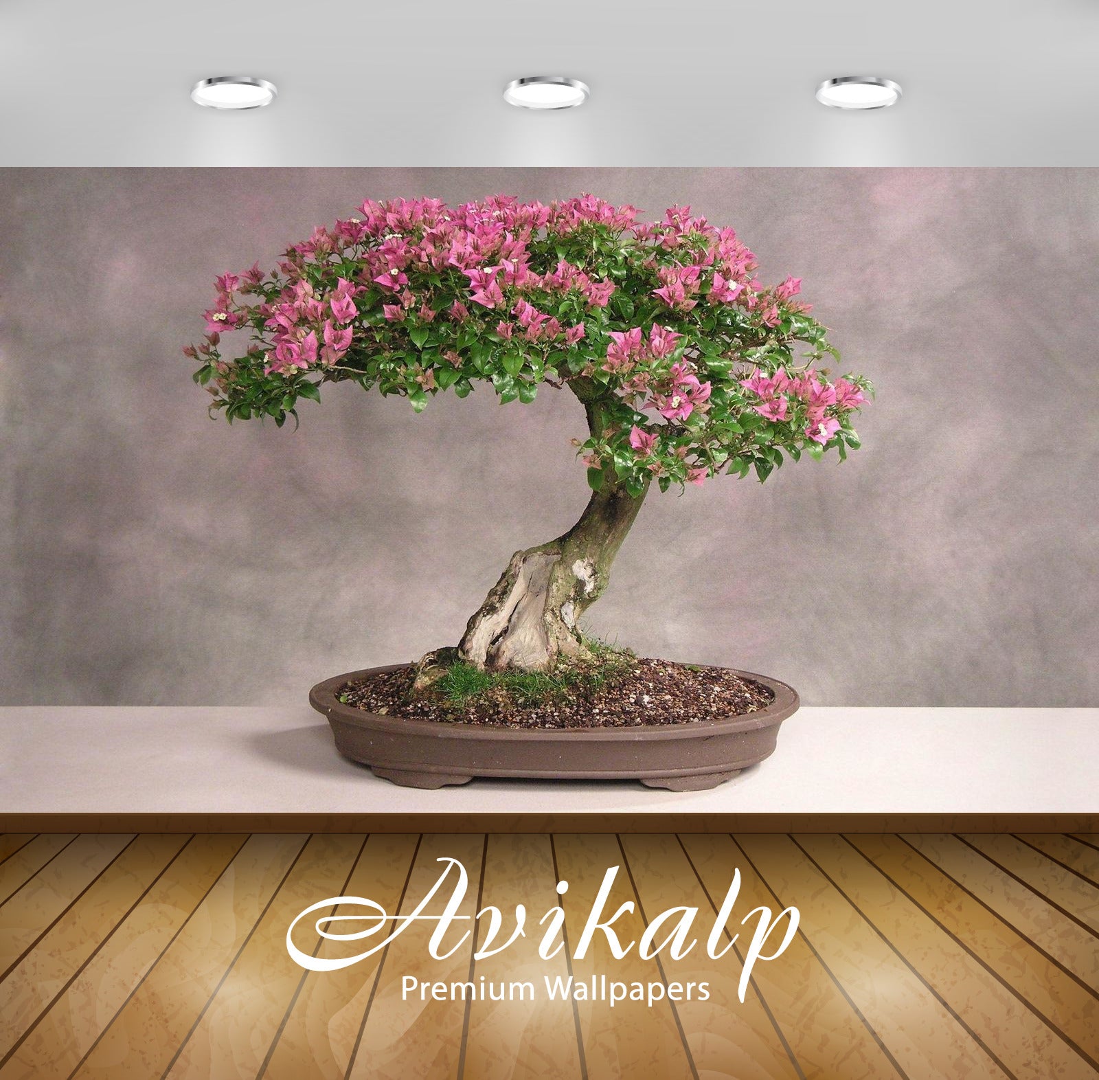 Avikalp Exclusive Awi3277 Bonsai Tree Lucky To Keep Full HD Wallpapers for Living room, Hall, Kids R Avikalp Exclusive Awi3277 Bonsai Tree Lucky To Keep Full HD Wallpapers for Living room, Hall, Kids R