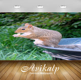 Avikalp Exclusive Premium squirrel HD Wallpapers for Living room, Hall, Kids Room, Kitchen, TV Backg Avikalp Exclusive Premium squirrel HD Wallpapers for Living room, Hall, Kids Room, Kitchen, TV Backg