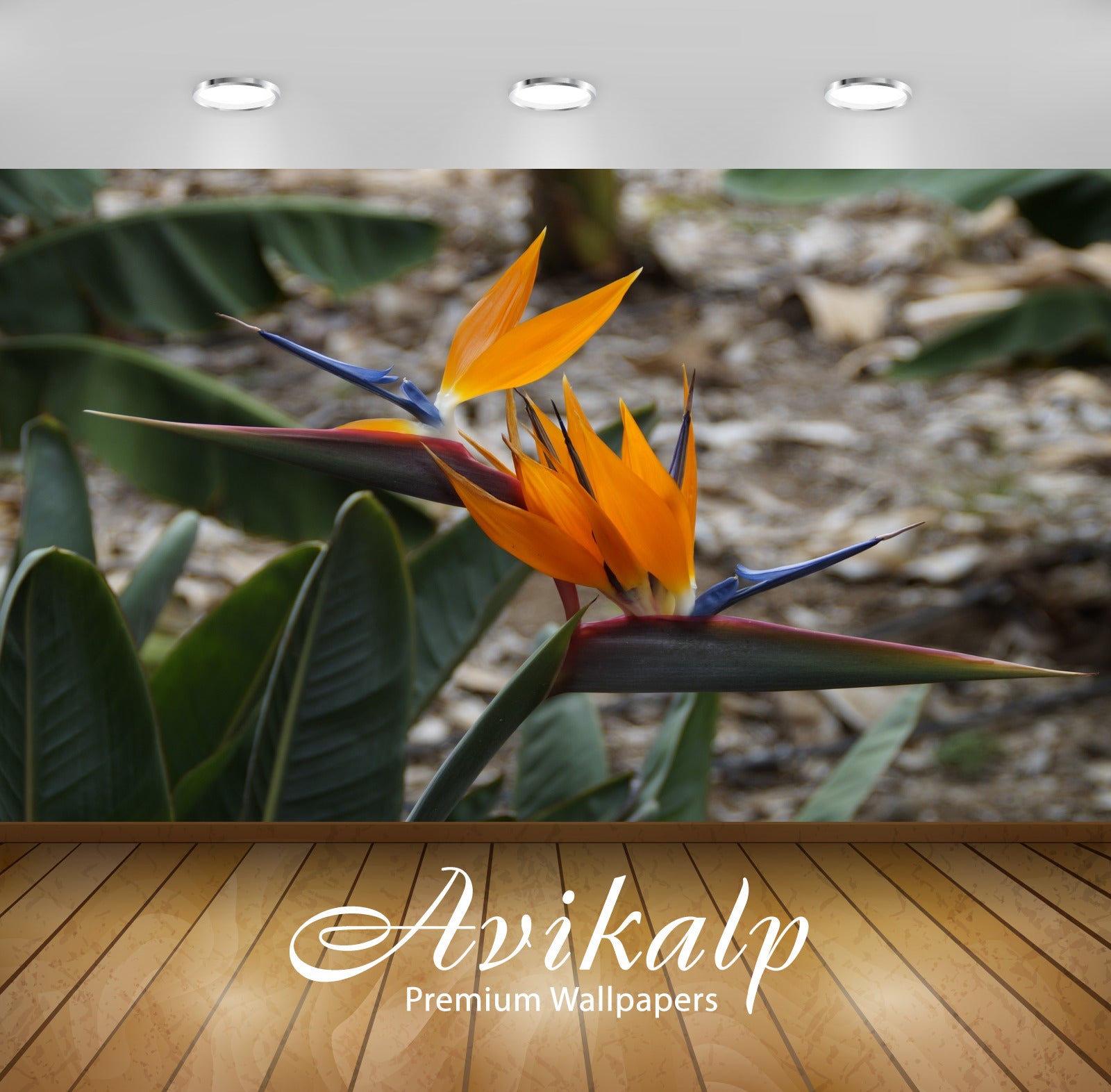 Avikalp Exclusive Premium strelizie HD Wallpapers for Living room, Hall, Kids Room, Kitchen, TV Back Avikalp Exclusive Premium strelizie HD Wallpapers for Living room, Hall, Kids Room, Kitchen, TV Back