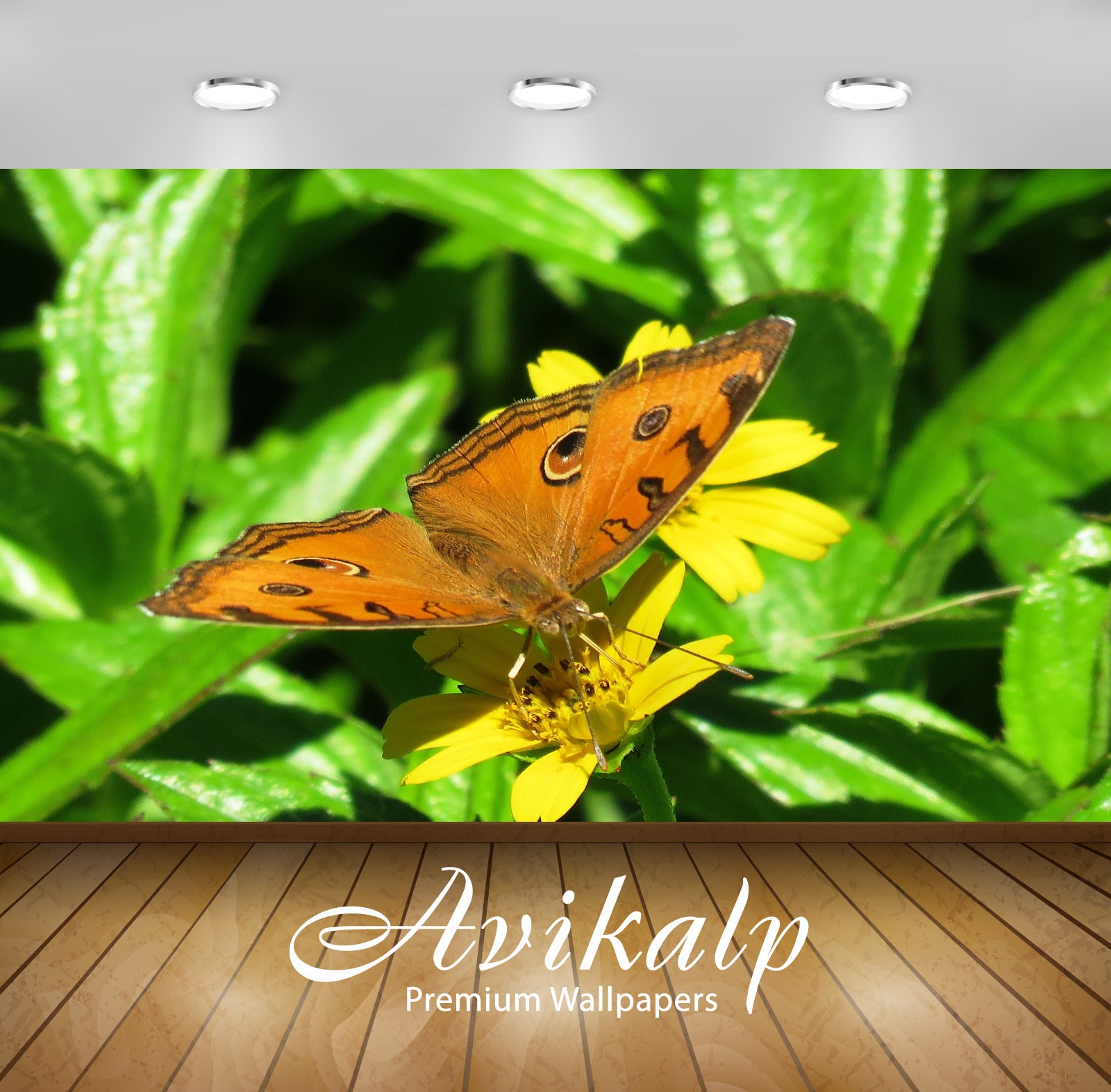 Avikalp Exclusive Premium butterfly HD Wallpapers for Living room, Hall, Kids Room, Kitchen, TV Back Avikalp Exclusive Premium butterfly HD Wallpapers for Living room, Hall, Kids Room, Kitchen, TV Back