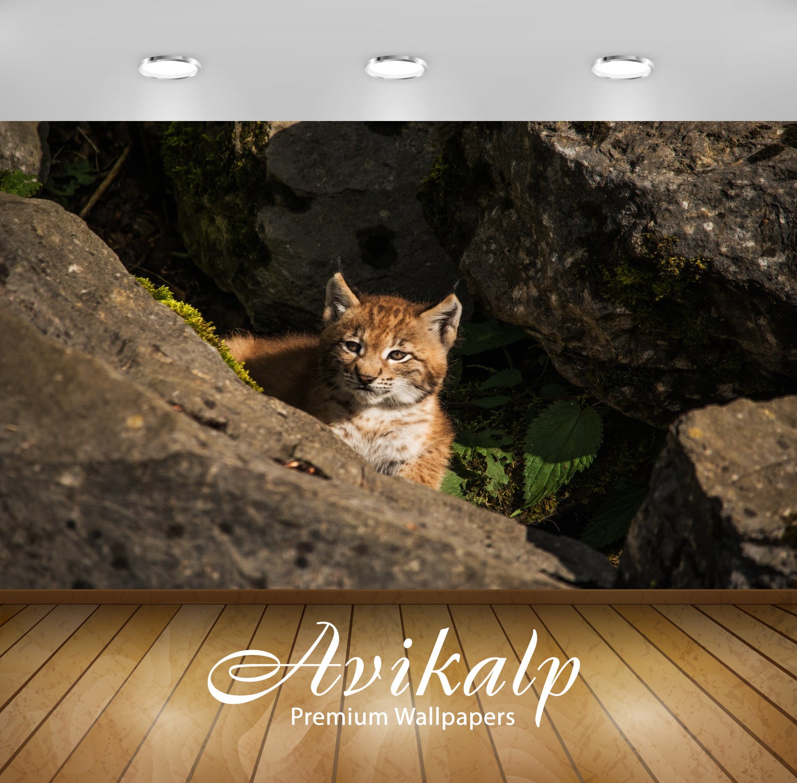 Avikalp Exclusive Premium young HD Wallpapers for Living room, Hall, Kids Room, Kitchen, TV Backgrou Avikalp Exclusive Premium young HD Wallpapers for Living room, Hall, Kids Room, Kitchen, TV Backgrou