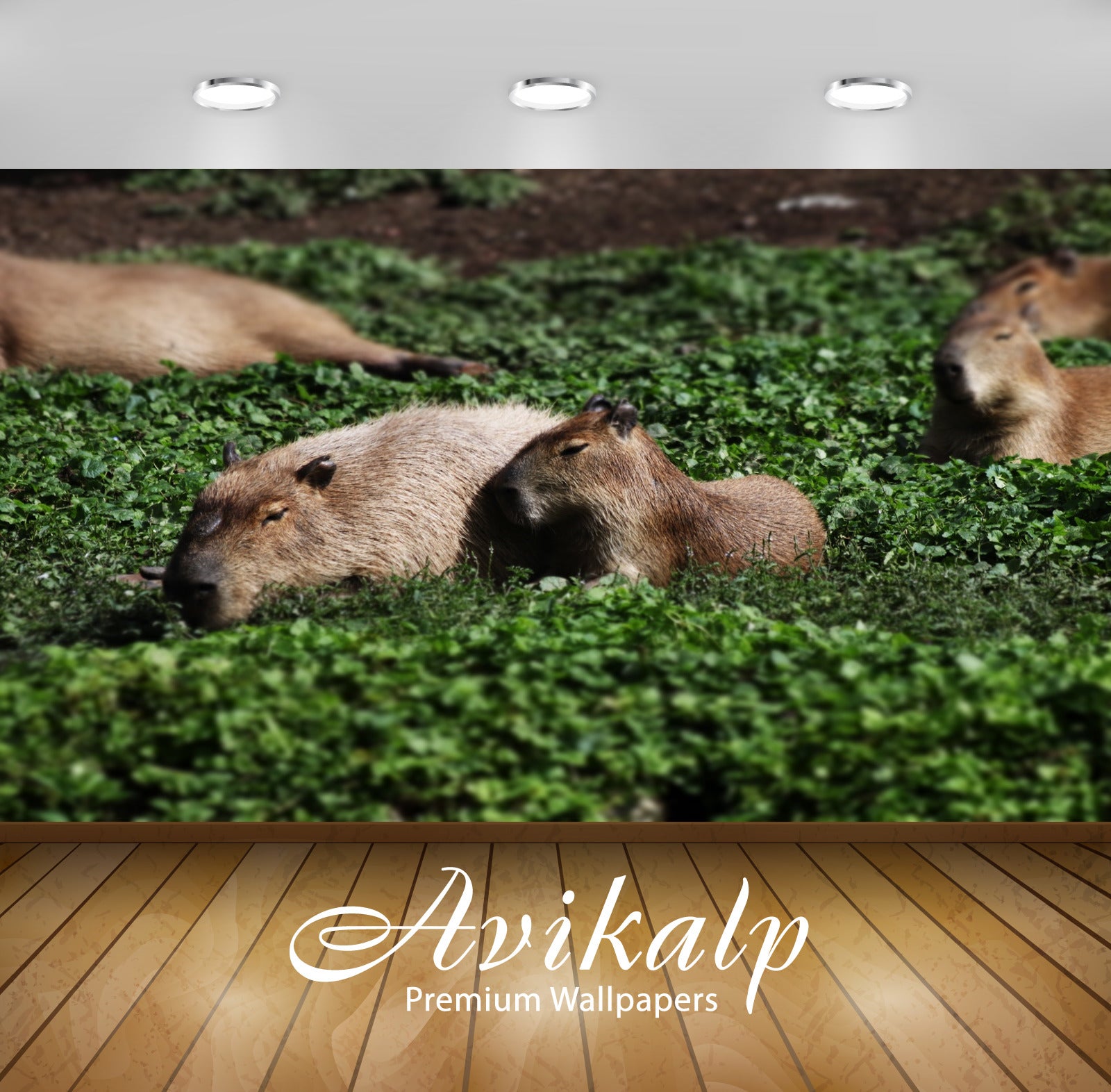 Avikalp Exclusive Premium capybara HD Wallpapers for Living room, Hall, Kids Room, Kitchen, TV Backg Avikalp Exclusive Premium capybara HD Wallpapers for Living room, Hall, Kids Room, Kitchen, TV Backg