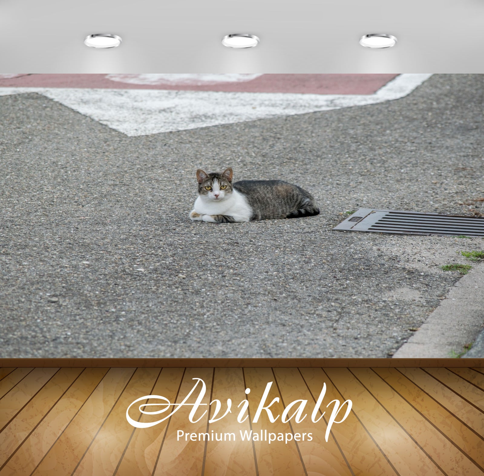 Avikalp Exclusive Premium cat HD Wallpapers for Living room, Hall, Kids Room, Kitchen, TV Background Avikalp Exclusive Premium cat HD Wallpapers for Living room, Hall, Kids Room, Kitchen, TV Background