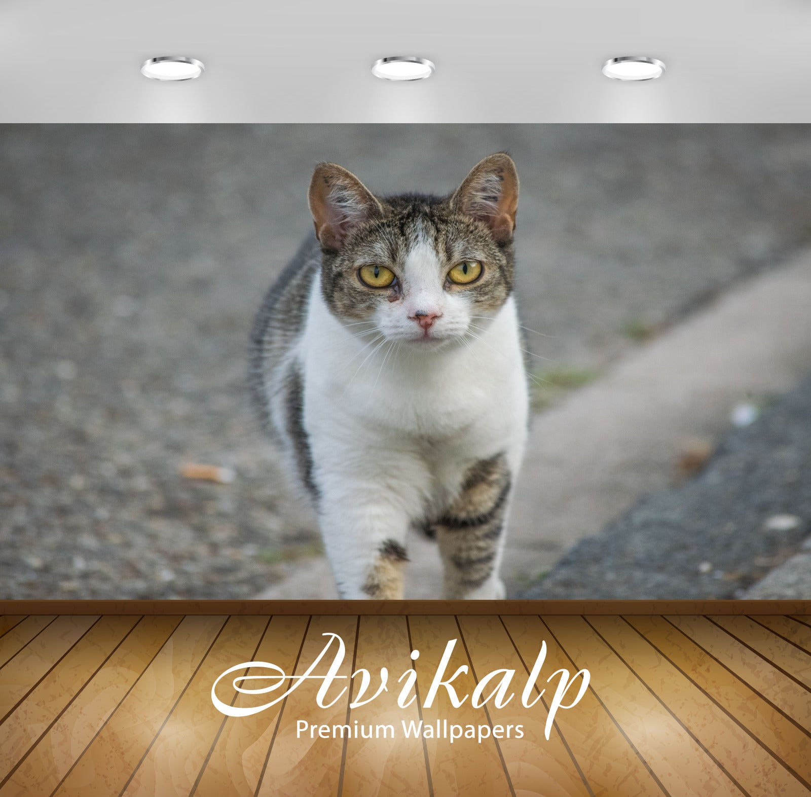 Avikalp Exclusive Premium cat HD Wallpapers for Living room, Hall, Kids Room, Kitchen, TV Background Avikalp Exclusive Premium cat HD Wallpapers for Living room, Hall, Kids Room, Kitchen, TV Background
