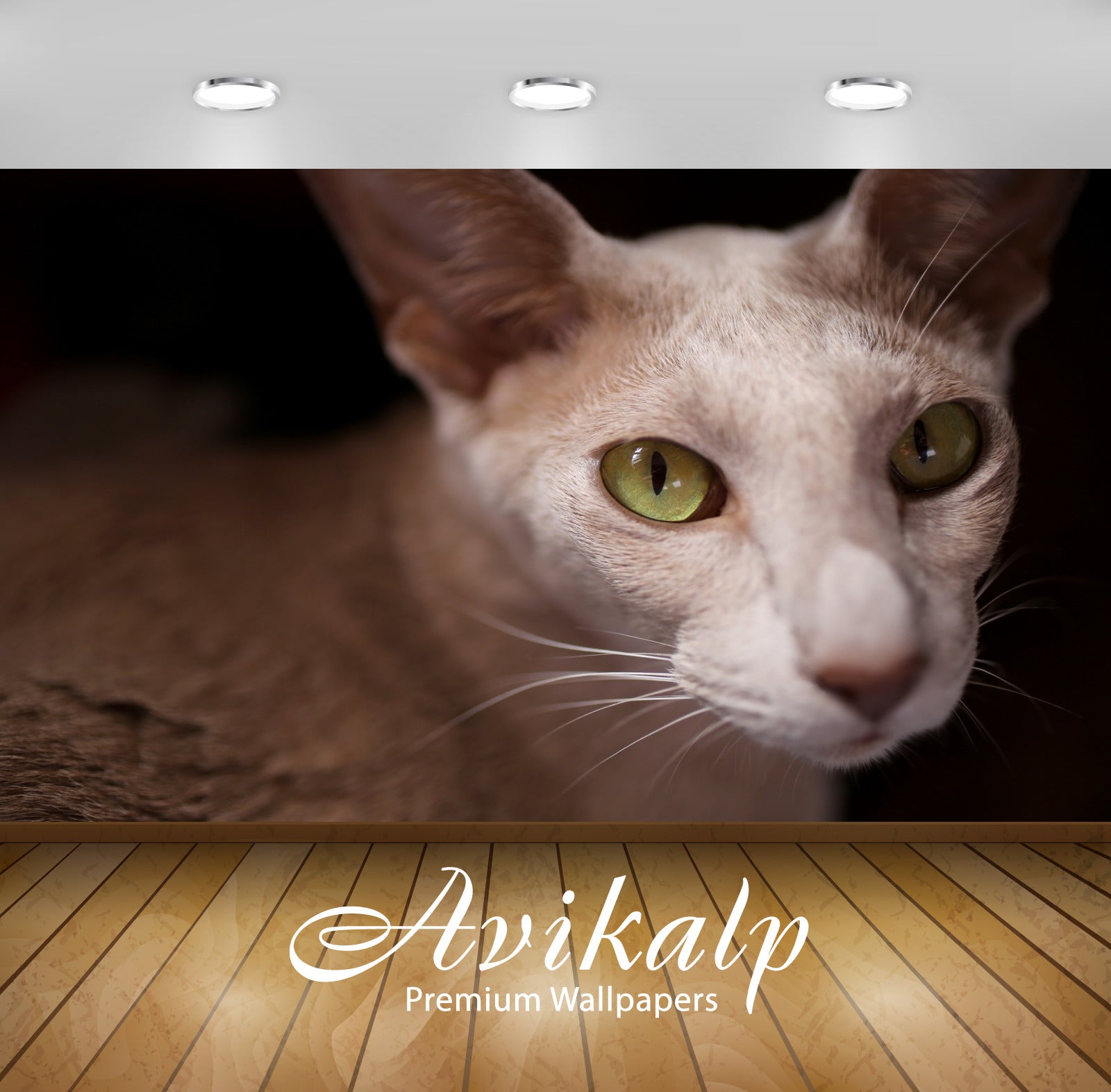 Avikalp Exclusive Premium cat HD Wallpapers for Living room, Hall, Kids Room, Kitchen, TV Background Avikalp Exclusive Premium cat HD Wallpapers for Living room, Hall, Kids Room, Kitchen, TV Background