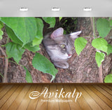 Avikalp Exclusive Premium cat HD Wallpapers for Living room, Hall, Kids Room, Kitchen, TV Background Avikalp Exclusive Premium cat HD Wallpapers for Living room, Hall, Kids Room, Kitchen, TV Background