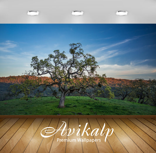 Avikalp Exclusive Awi6345 Spring Tree On A Green Field Nature Full HD Wallpapers for Living room, Ha