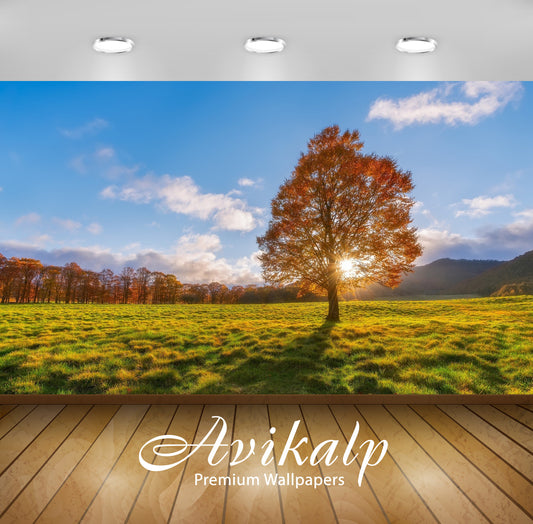 Avikalp Exclusive Awi6435 Sunlight Through The Autumn Tree Nature Full HD Wallpapers for Living room