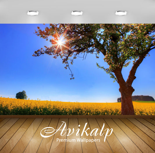 Avikalp Exclusive Awi6436 Sunlight Through The Blossomed Tree Nature Full HD Wallpapers for Living r