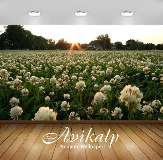 Avikalp Exclusive Awi6495 Sunset Light Above The Clovers Nature Full HD Wallpapers for Living room,