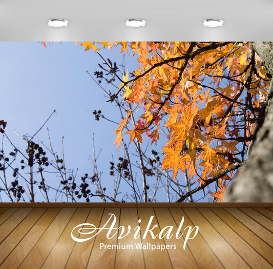 Avikalp Exclusive Awi6543 Sweetgum Leaves In The Fall Nature Full HD Wallpapers for Living room, Hal
