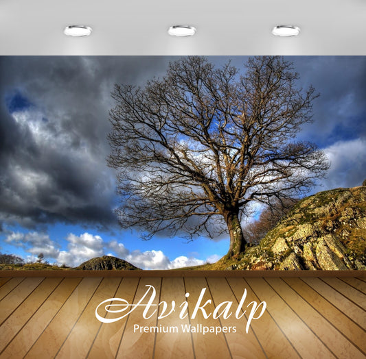 Avikalp Exclusive Awi6593 Tree Growing Next To A Rock Peak Nature Full HD Wallpapers for Living room