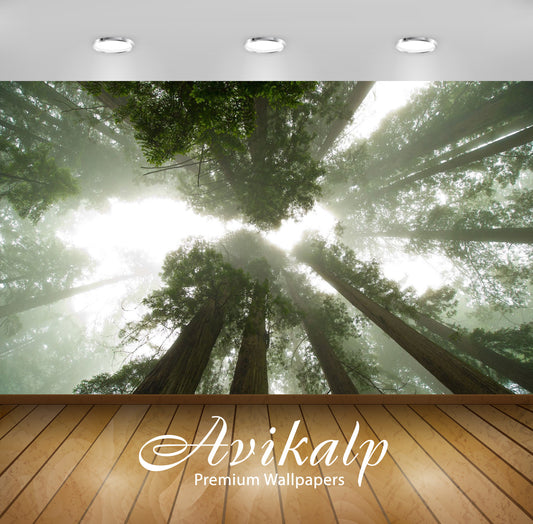 Avikalp Exclusive Awi6613 Trees In The Fog Nature Full HD Wallpapers for Living room, Hall, Kids Roo