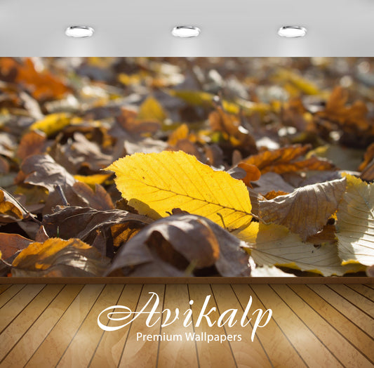 Avikalp Exclusive Awi6749 Yellow Leaf In The Sunshine Nature Full HD Wallpapers for Living room, Hal