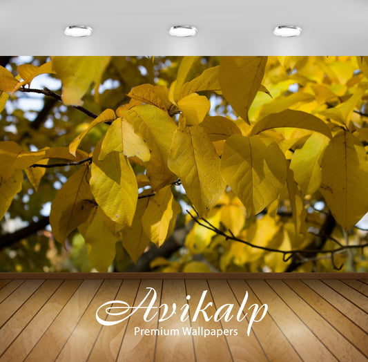Avikalp Exclusive Awi6750 Yellow Leaves In The Soft Sunlight Nature Full HD Wallpapers for Living ro