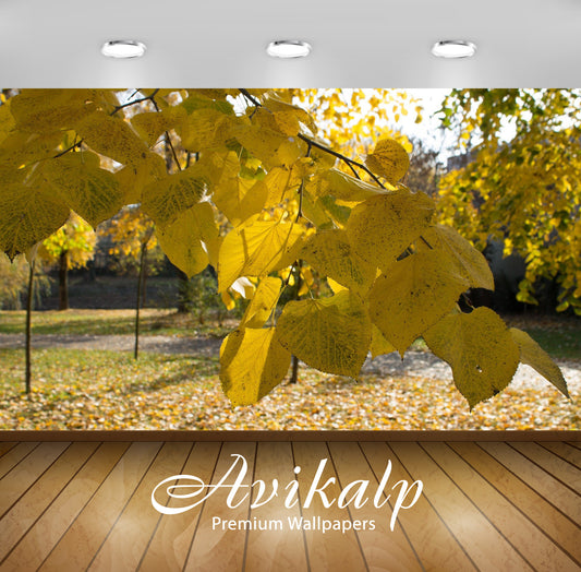 Avikalp Exclusive Awi6753 Yellow Linden Leaves Nature Full HD Wallpapers for Living room, Hall, Kids