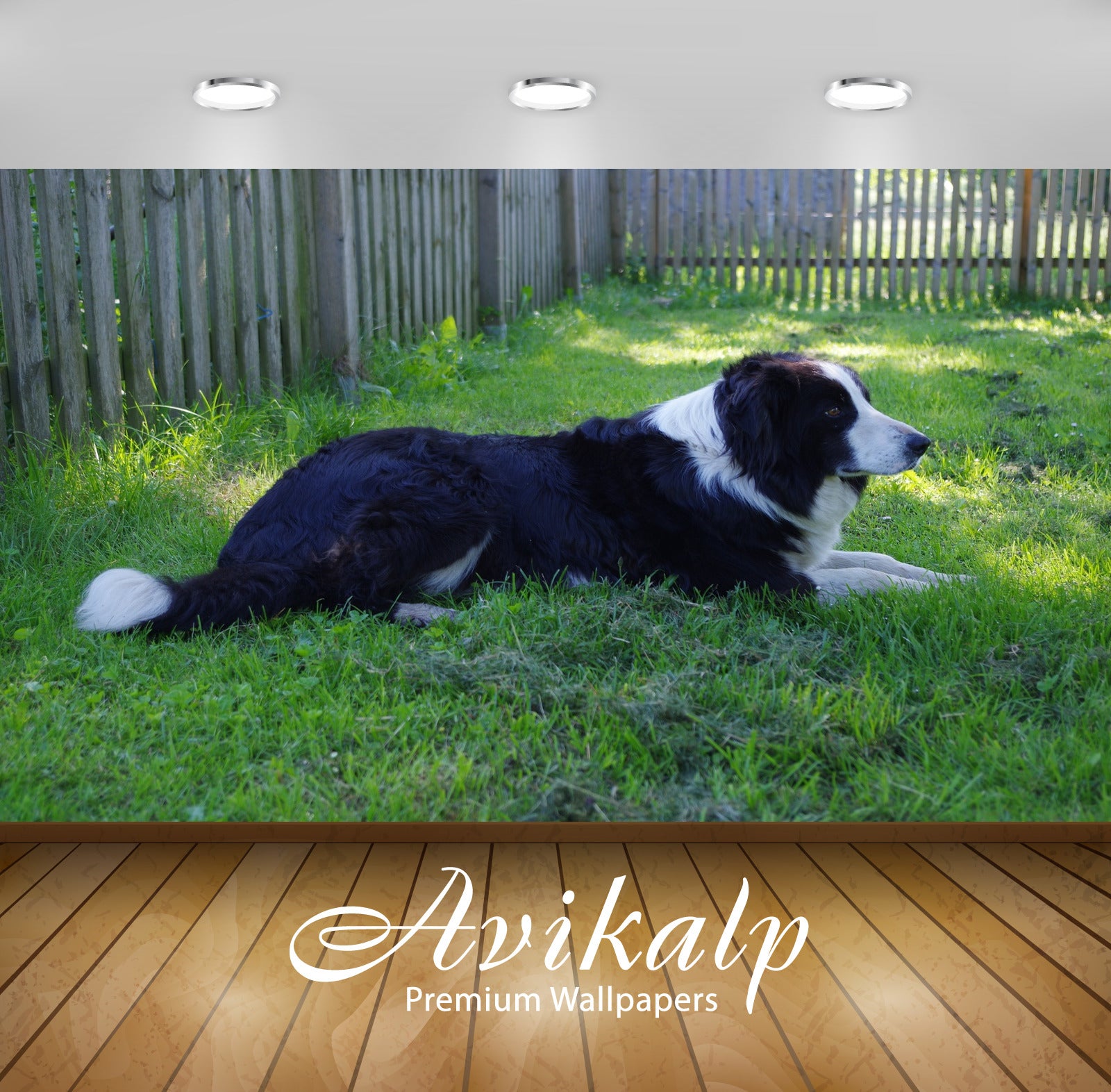 Avikalp Exclusive Premium dog HD Wallpapers for Living room, Hall, Kids Room, Kitchen, TV Background Avikalp Exclusive Premium dog HD Wallpapers for Living room, Hall, Kids Room, Kitchen, TV Background