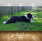 Avikalp Exclusive Premium dog HD Wallpapers for Living room, Hall, Kids Room, Kitchen, TV Background