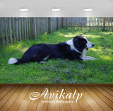 Avikalp Exclusive Premium dog HD Wallpapers for Living room, Hall, Kids Room, Kitchen, TV Background Avikalp Exclusive Premium dog HD Wallpapers for Living room, Hall, Kids Room, Kitchen, TV Background