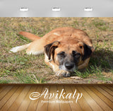 Avikalp Exclusive Premium dog HD Wallpapers for Living room, Hall, Kids Room, Kitchen, TV Background Avikalp Exclusive Premium dog HD Wallpapers for Living room, Hall, Kids Room, Kitchen, TV Background