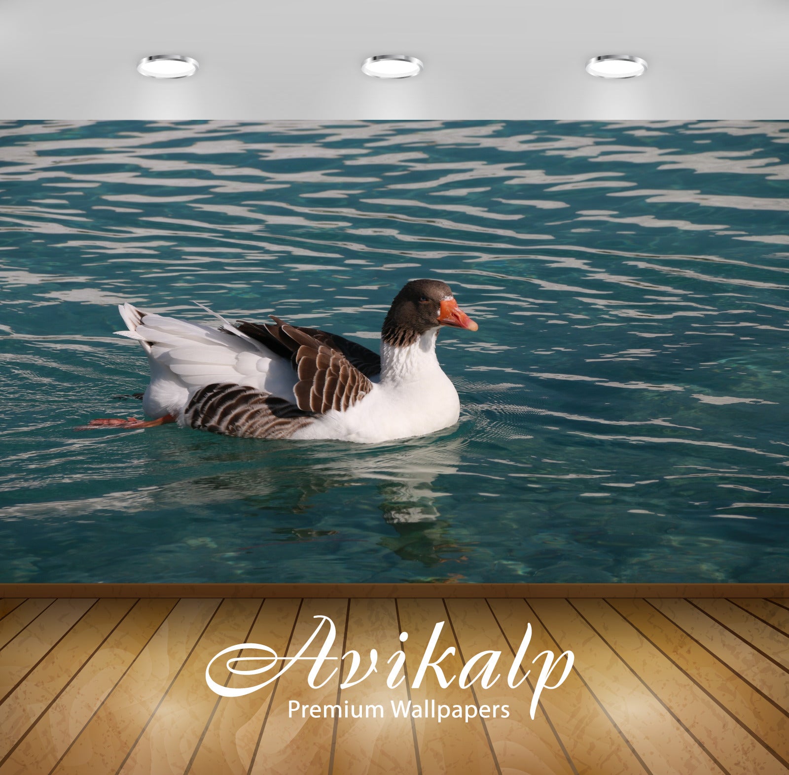 Avikalp Exclusive Premium duck HD Wallpapers for Living room, Hall, Kids Room, Kitchen, TV Backgroun Avikalp Exclusive Premium duck HD Wallpapers for Living room, Hall, Kids Room, Kitchen, TV Backgroun