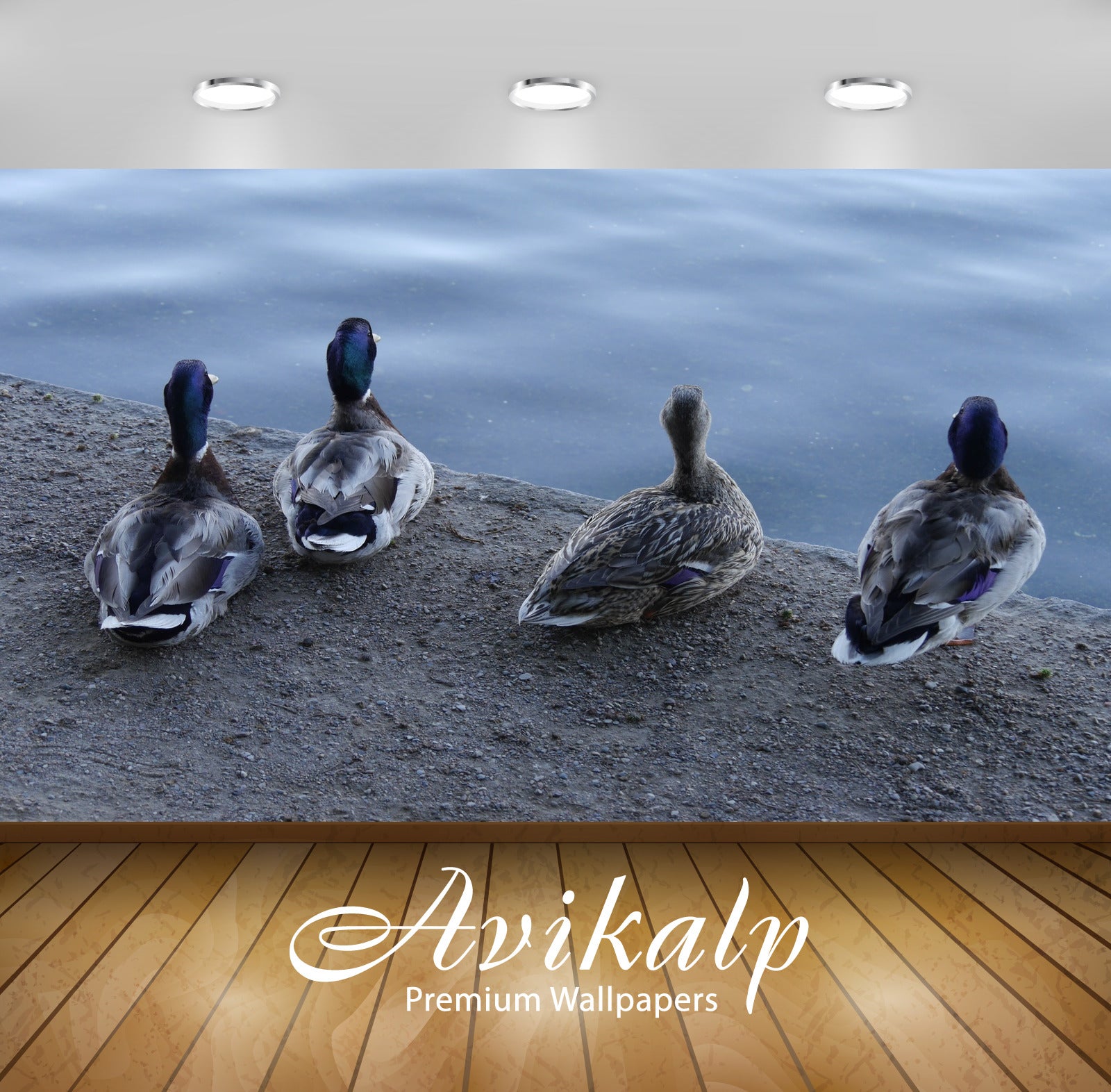 Avikalp Exclusive Premium ducks HD Wallpapers for Living room, Hall, Kids Room, Kitchen, TV Backgrou Avikalp Exclusive Premium ducks HD Wallpapers for Living room, Hall, Kids Room, Kitchen, TV Backgrou