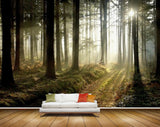 Avikalp MWZ2395 Trees Sunlight Branches Forest HD Wallpaper Avikalp MWZ2395 Trees Sunlight Branches Forest HD Wallpaper