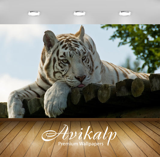 Avikalp Exclusive Tiger At Rest AWI1232 HD Wallpapers for Living room, Hall, Kids Room, Kitchen, TV