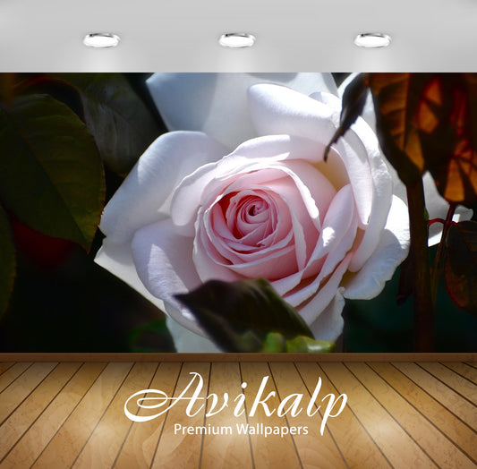 Avikalp Exclusive White Rose AWI1252 HD Wallpapers for Living room, Hall, Kids Room, Kitchen, TV Bac