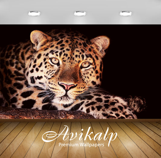 Avikalp Exclusive Awi1263 Tiger Full HD Wallpapers for Living room, Hall, Kids Room, Kitchen, TV Bac