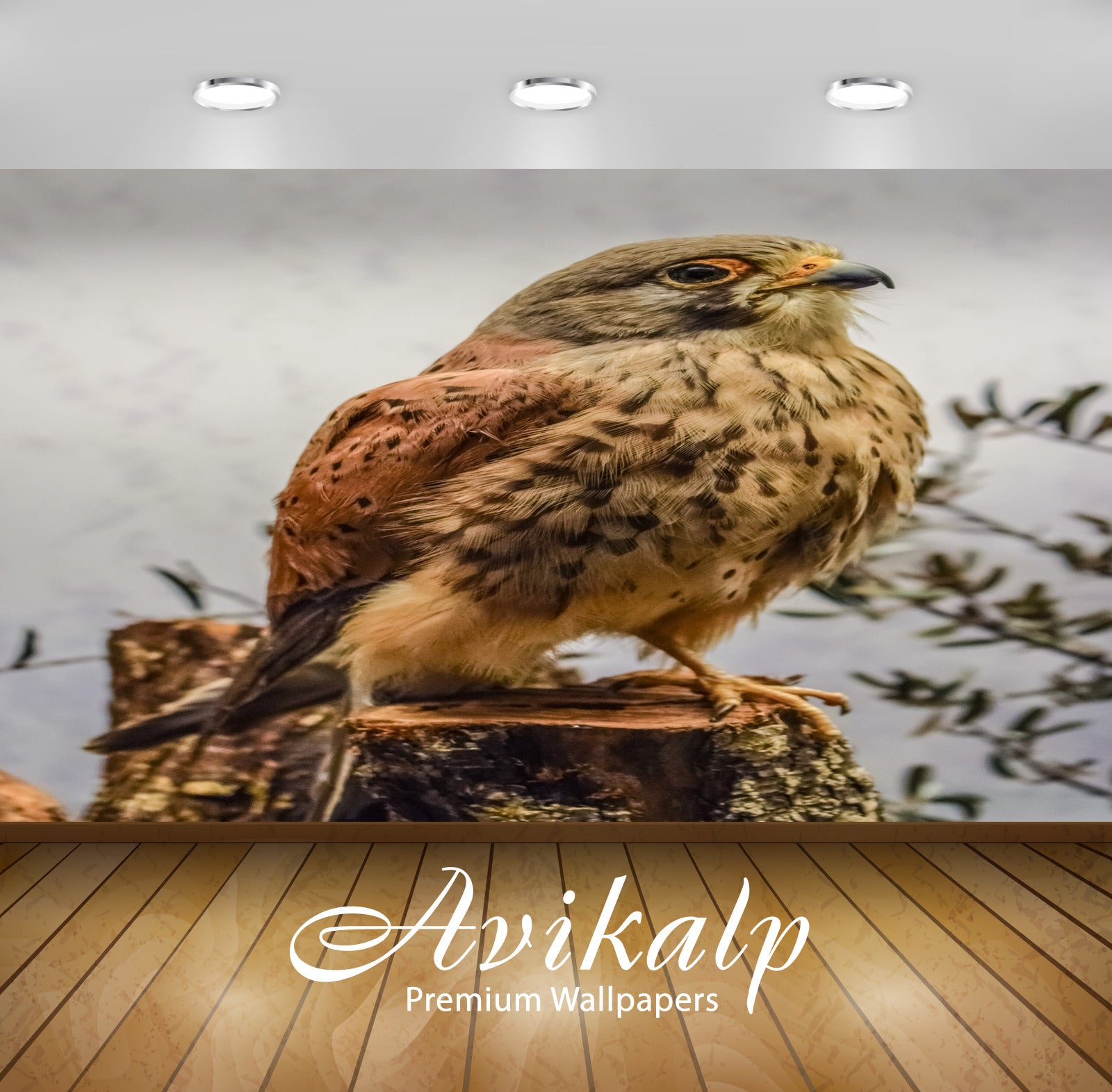 Avikalp Exclusive Premium hawk HD Wallpapers for Living room, Hall, Kids Room, Kitchen, TV Backgroun