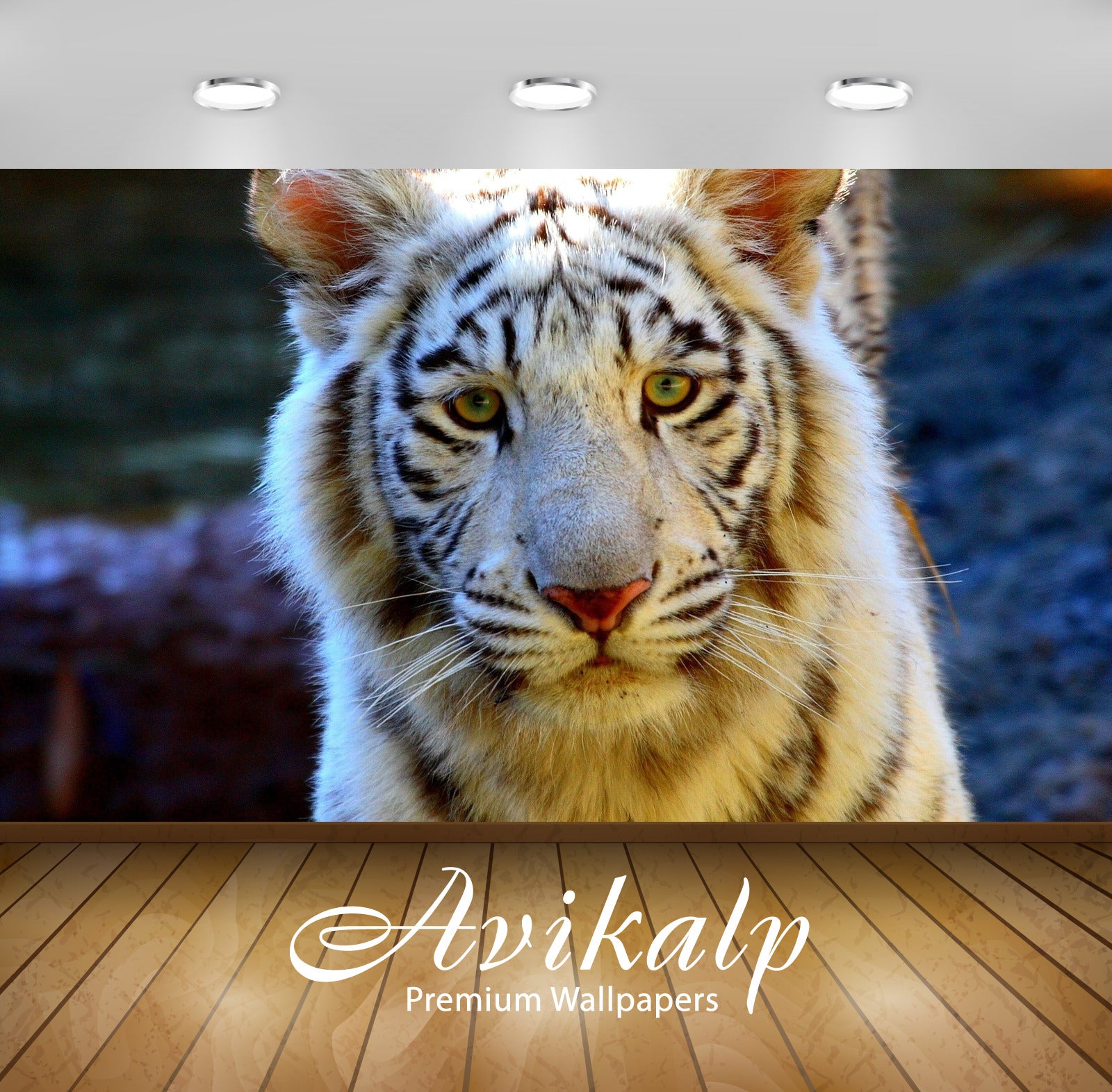Avikalp Exclusive Awi1398 Tigers Full HD Wallpapers for Living room, Hall, Kids Room, Kitchen, TV Ba