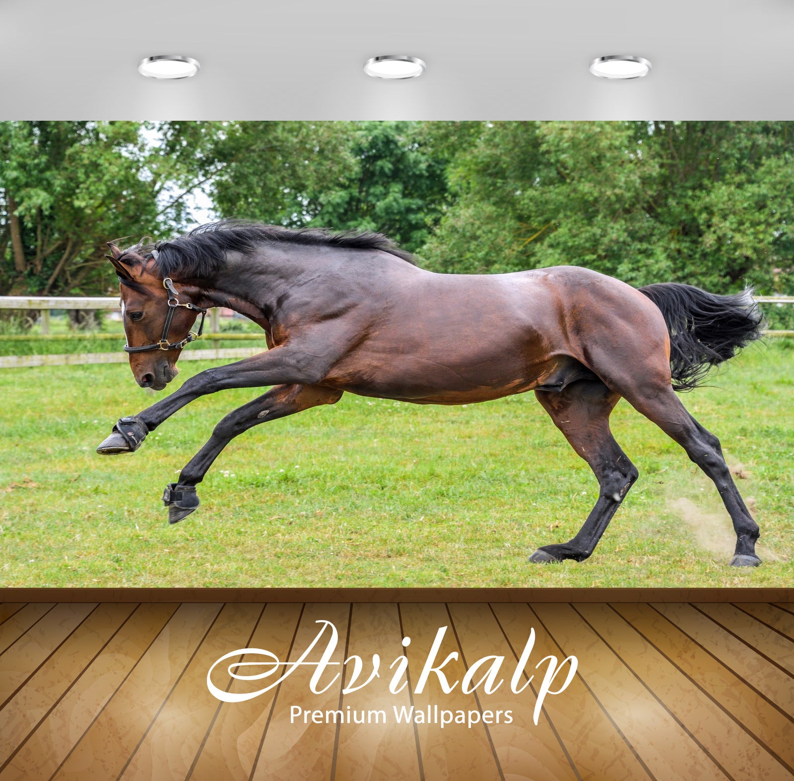 Avikalp Exclusive Premium horse HD Wallpapers for Living room, Hall, Kids Room, Kitchen, TV Backgrou